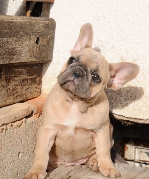 Francuski buldog, egzoticni stenci