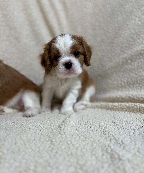 Kavalijer španijel kralja Čarlsa