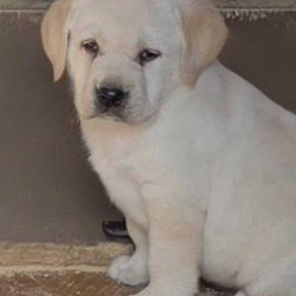 LABRADOR retriver, štenci šampionskog porekla