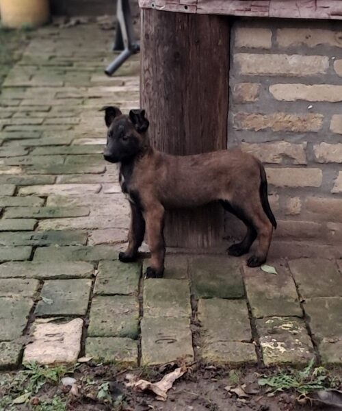 Belgijski ovčar Malinoa