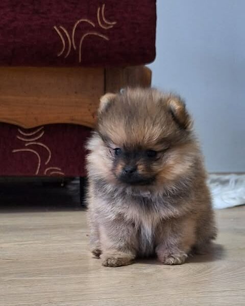 Pomeranski špic - Boo