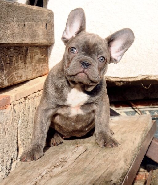 Francuski buldog, egzoticni stenci