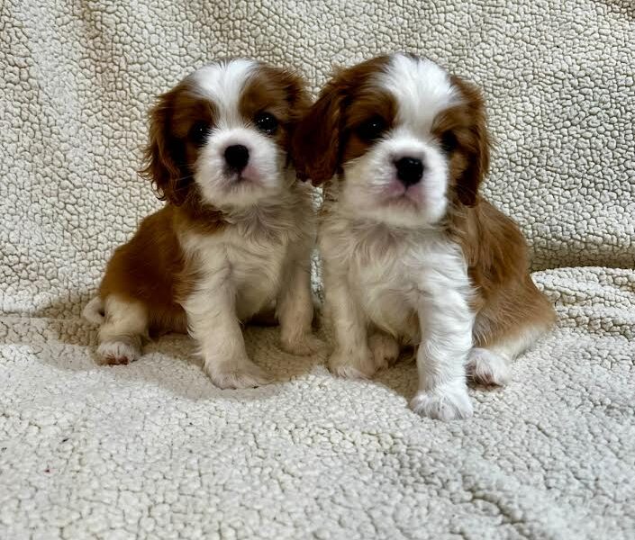 Kavalijer španijel kralja Čarlsa