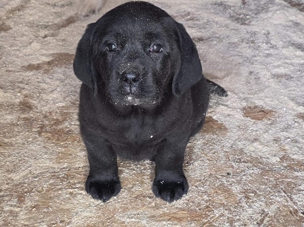 LABRADOR retriver, štenci šampionskog porekla