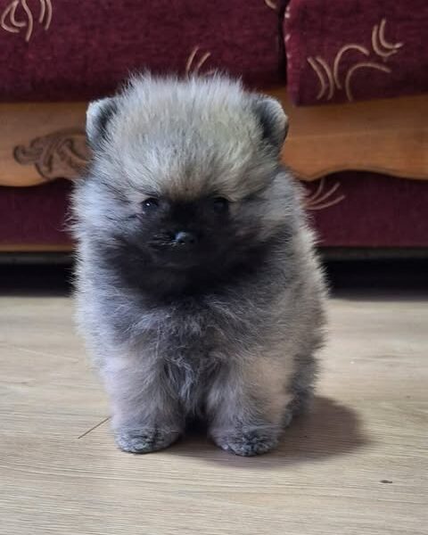 Pomeranski špic - Boo