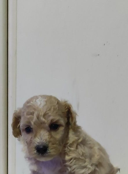 Maltipoo prelepi štenci