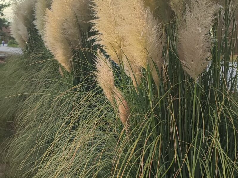 Pampas na prodaju