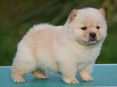 Chow Chow Cau Cau Čau Čau