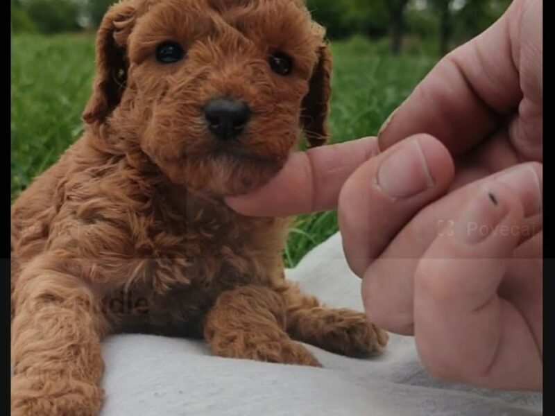 Toy Pudle na prodaju