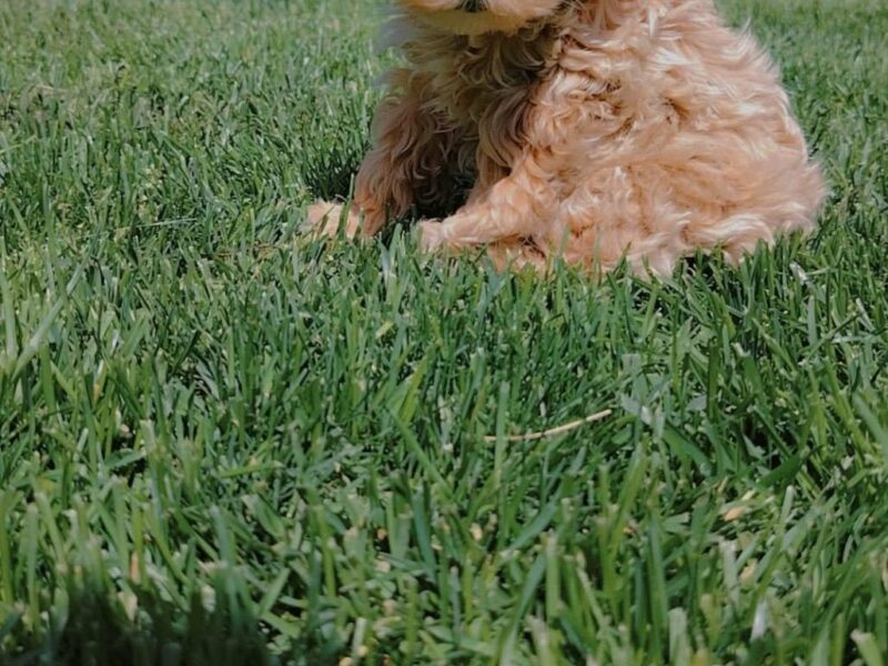 Maltipoo stenci