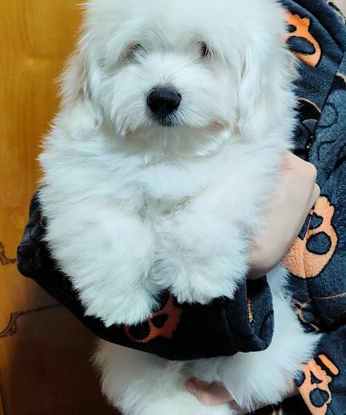 Coton de Tulear