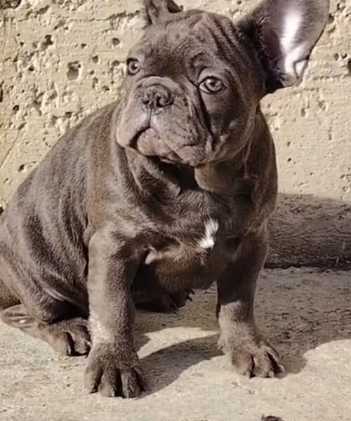 Francuski buldog, egzoticni stenci