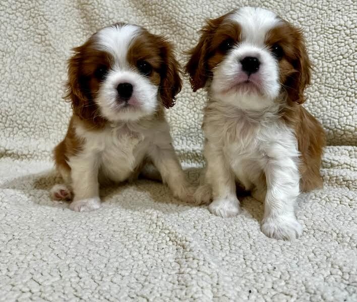 Kavalijer španijel kralja Čarlsa