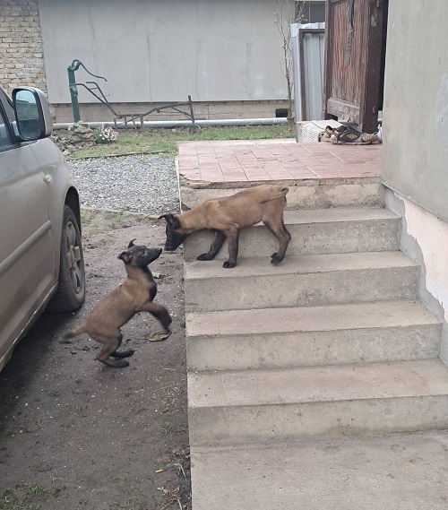 Belgijski ovčar Malinoa