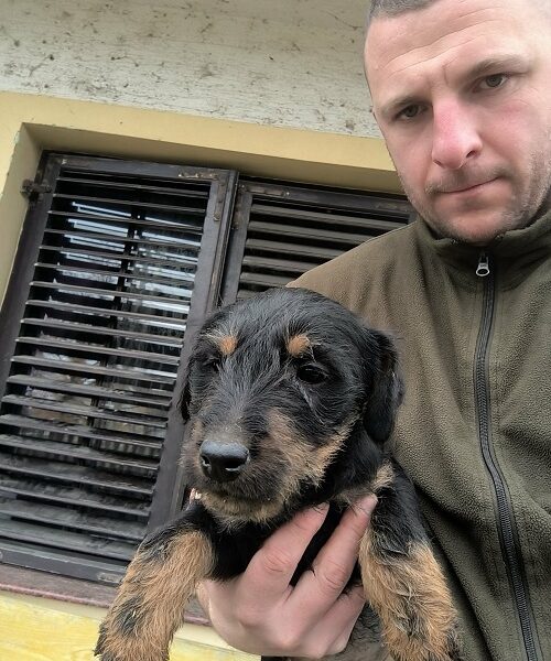 NLT - Nemački Lovni terijer