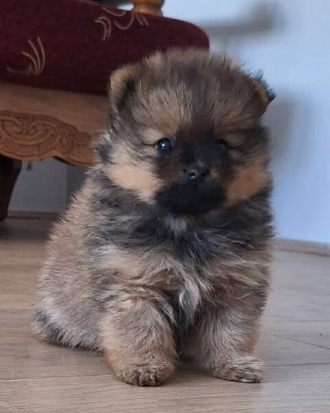 Pomeranski špic - Boo