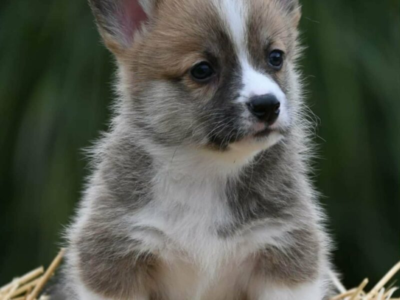 Velski korgi/Welsh Corgi Pembroke