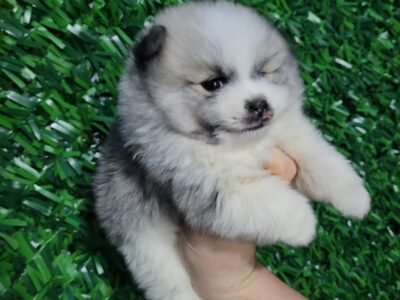 Pomeranac prelepi štenci