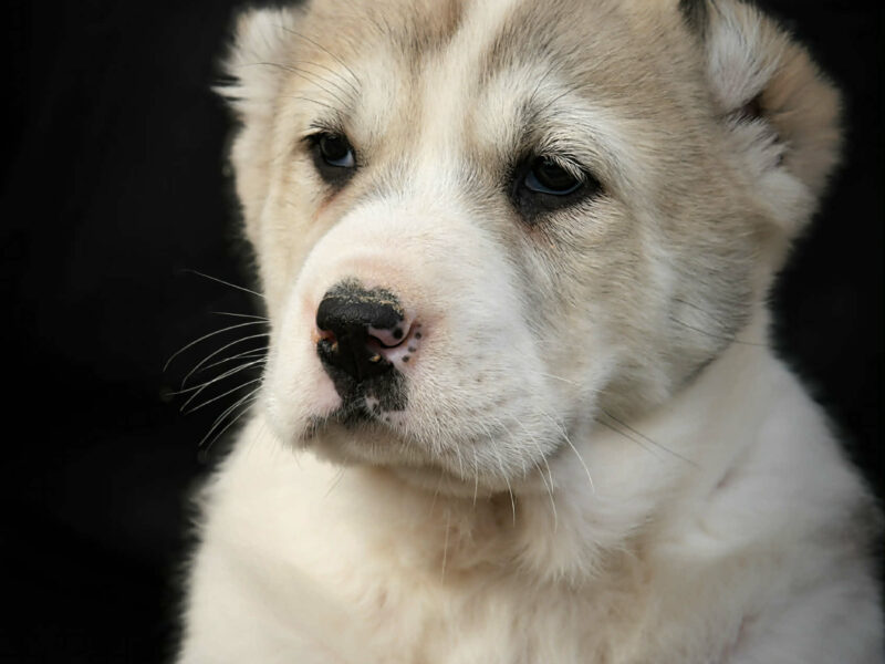 Srednjeazijski ovčar VRHUNSKI štenci