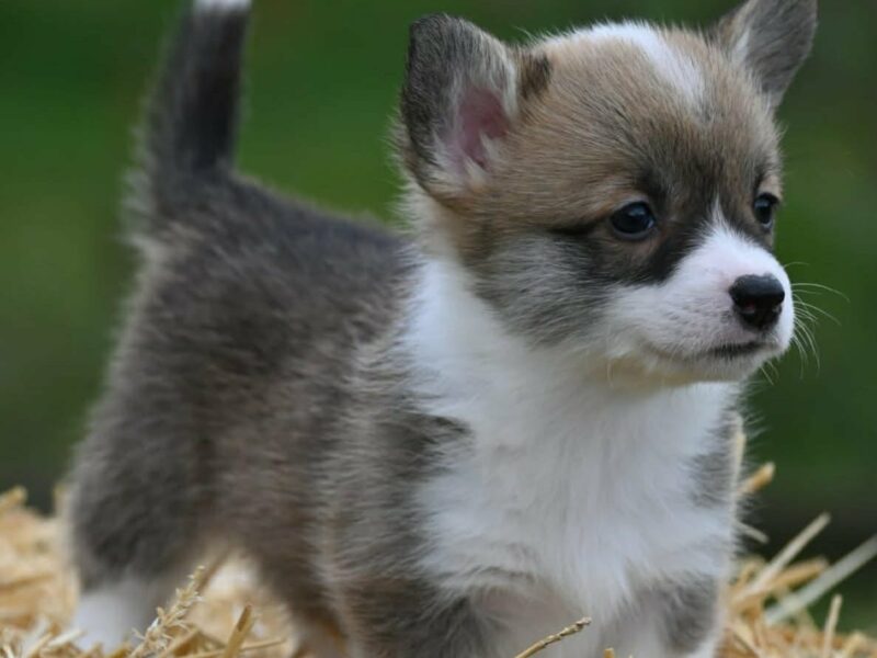 Velski korgi/Welsh Corgi Pembroke