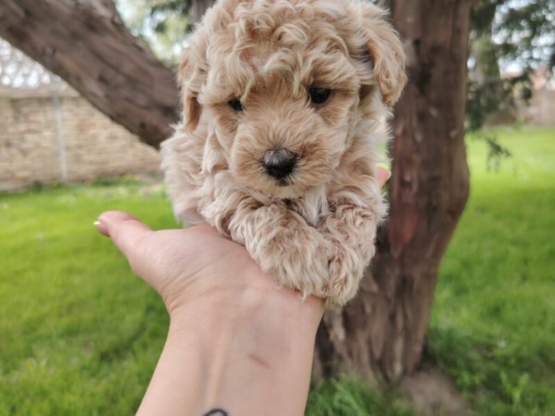 Maltipoo stenci