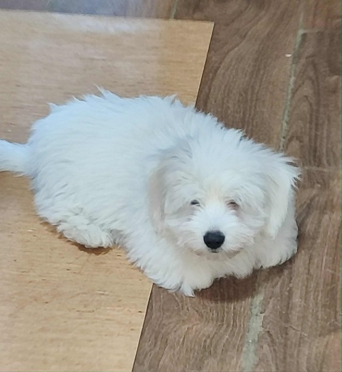 Coton de Tulear