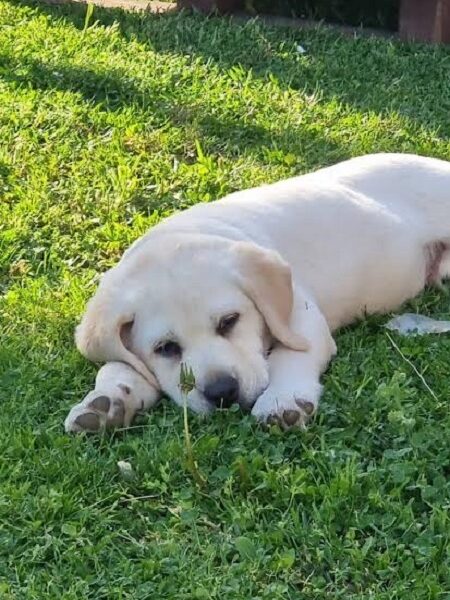 LABRADOR retriver, štenci šampionskog porekla