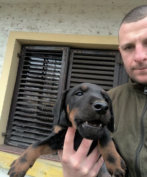 NLT - Nemački Lovni terijer