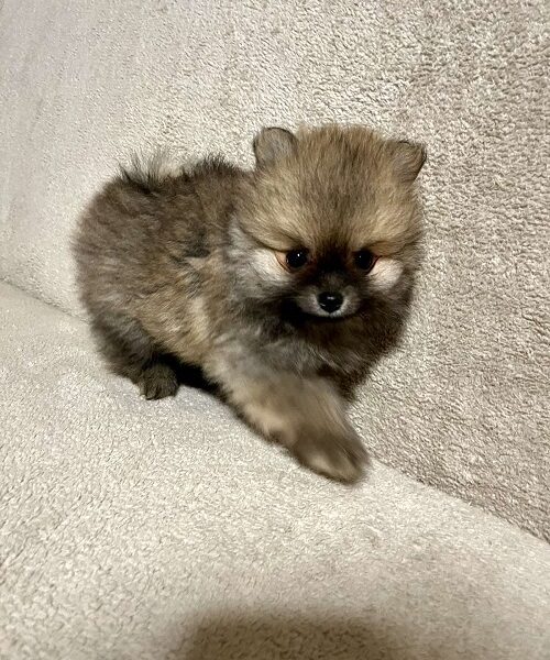 Pomeranac, prelepi štenci