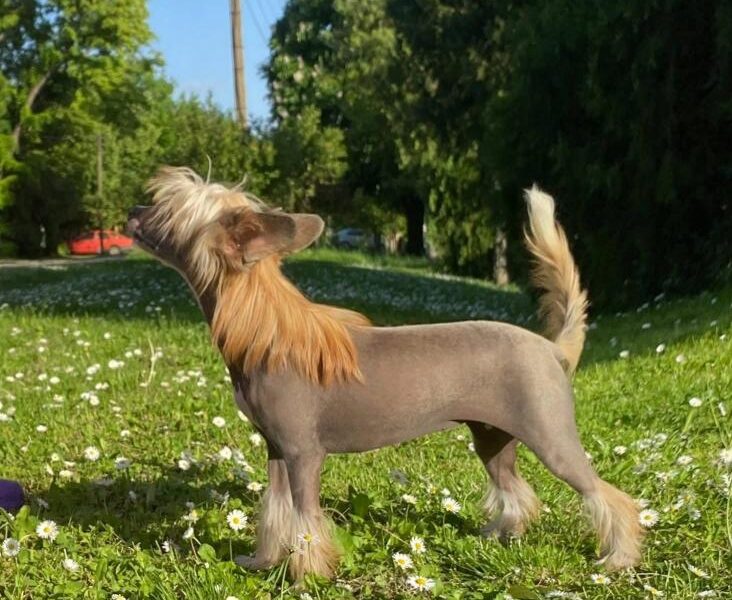 Kineski ćubasti pas štenci