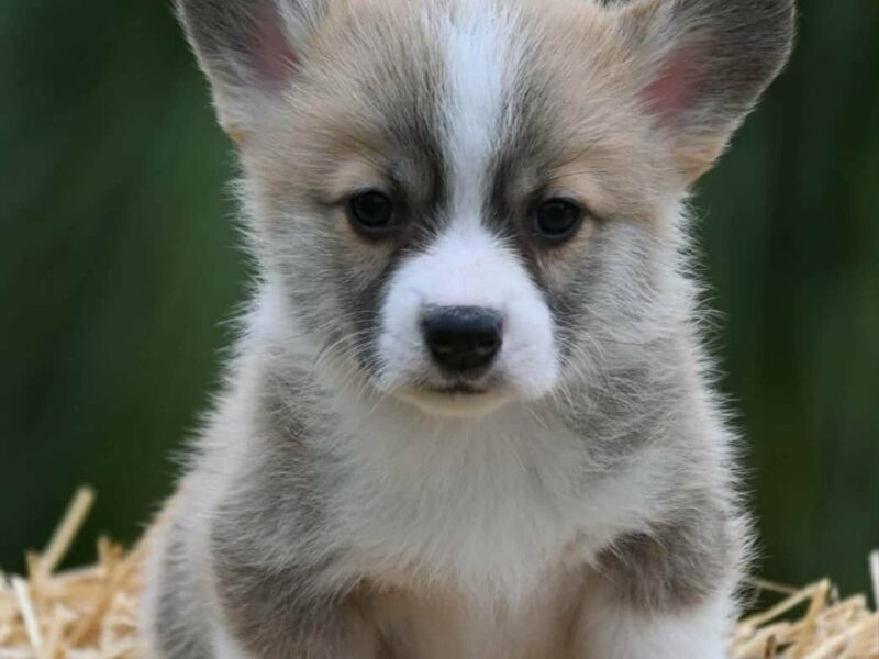 Velski korgi/Welsh Corgi Pembroke