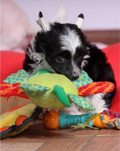 Kineski ćubasti pas štenci