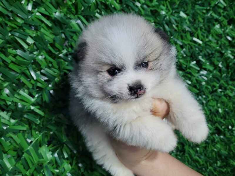 Pomeranac prelepi štenci