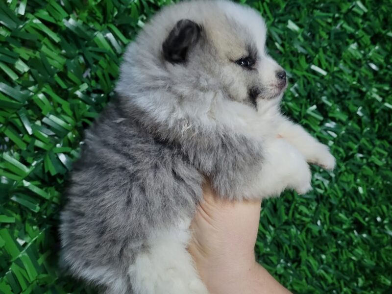 Pomeranac prelepi štenci