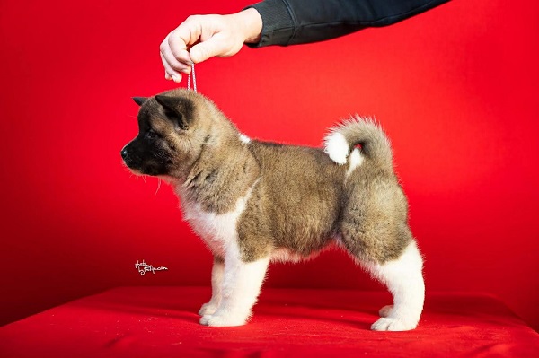 Americka Akita