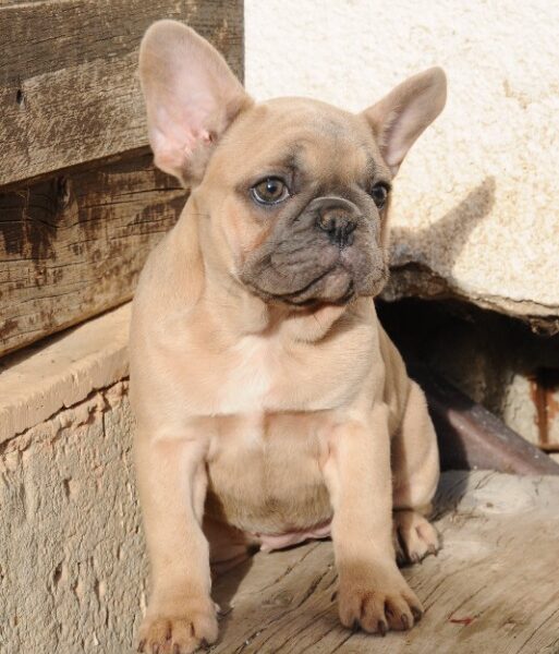 Francuski buldog, egzoticni stenci