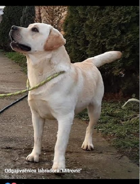 LABRADOR retriver, štenci šampionskog porekla