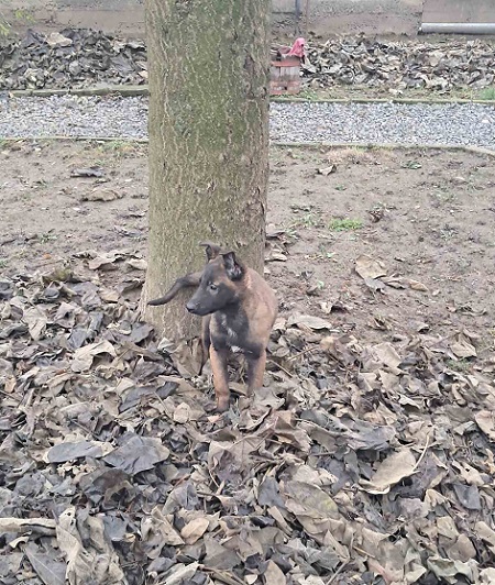 Belgijski ovčar Malinoa