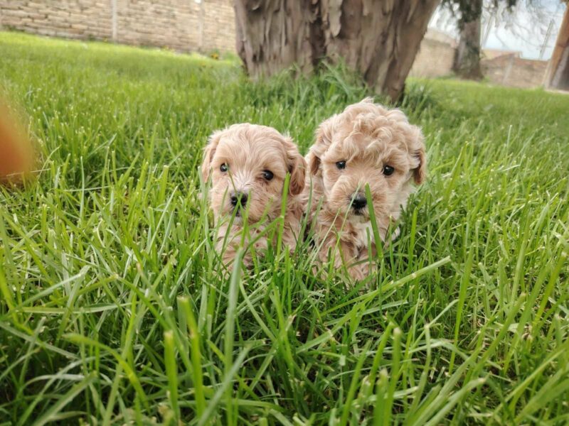 Maltipoo stenci