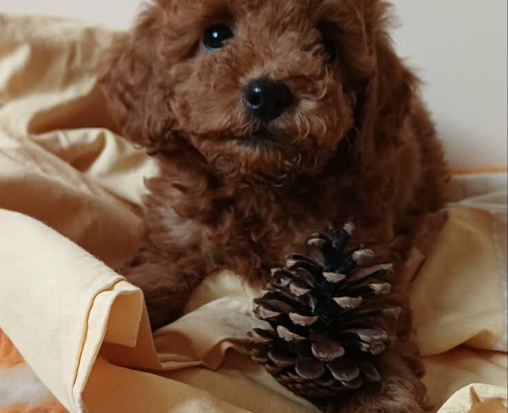 Toy Pudle na prodaju