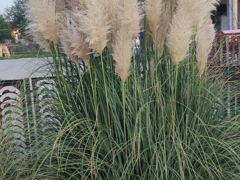 Pampas na prodaju