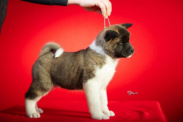Americka Akita