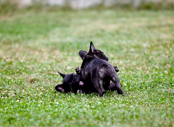 Francuski buldog, štenci vrhunskog porekla