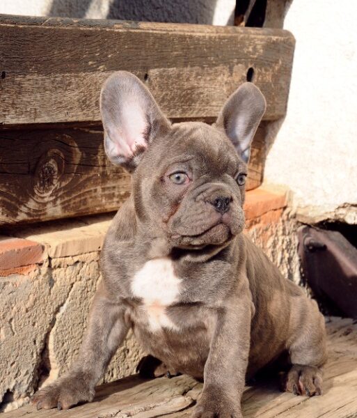 Francuski buldog, egzoticni stenci