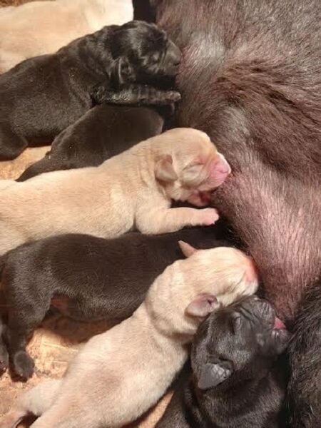 LABRADOR retriver, štenci šampionskog porekla