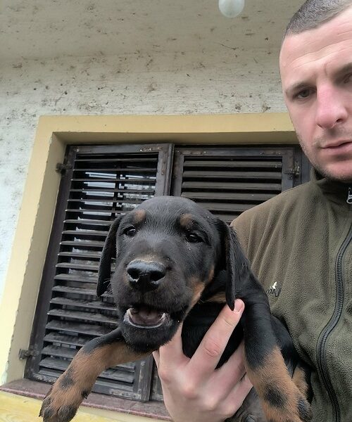 NLT - Nemački Lovni terijer