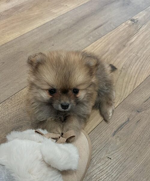 Pomeranac, prelepi štenci