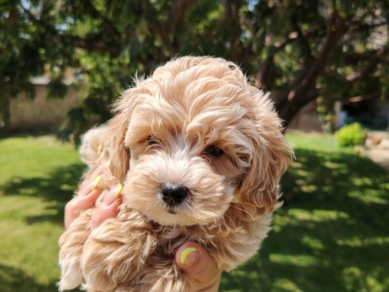 Maltipoo stenci