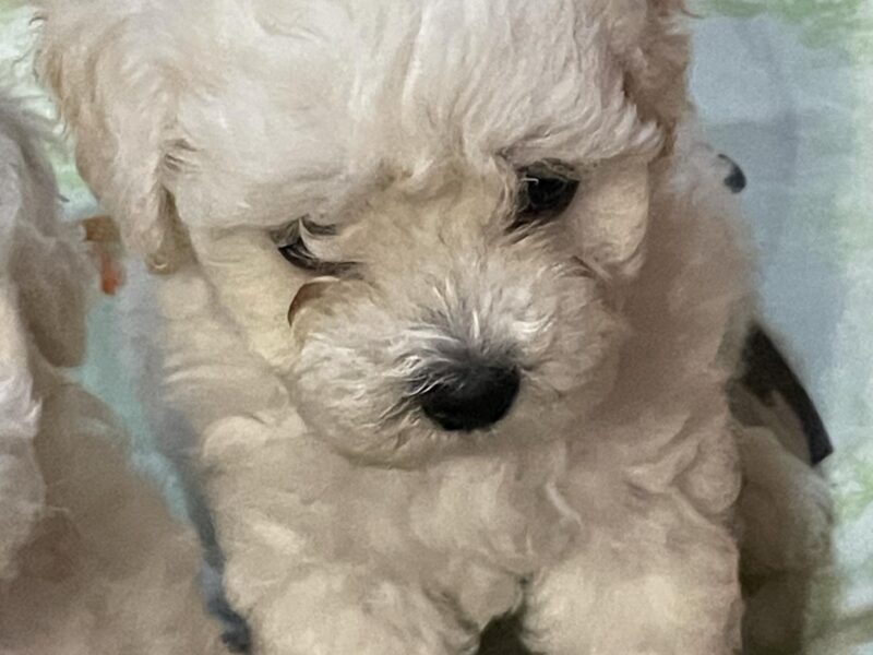 Kovrdžavi bišon štenci