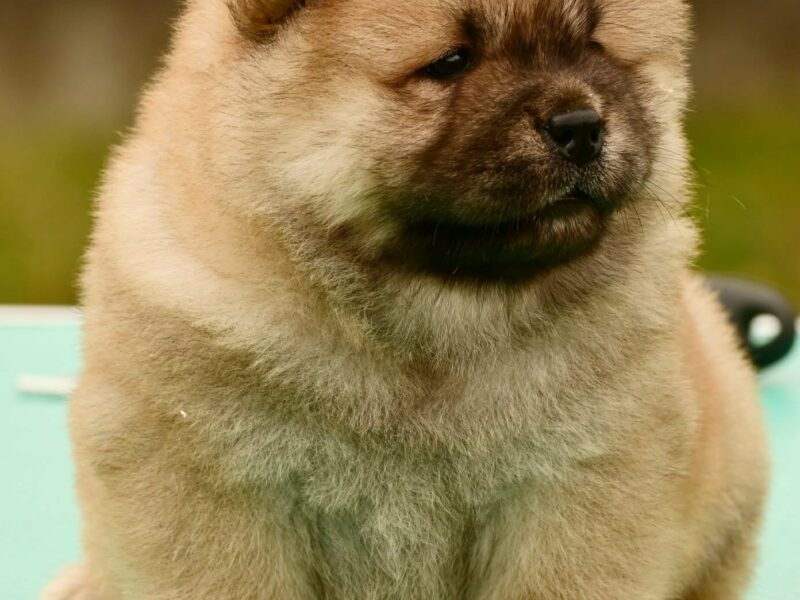 Chow Chow Cau Cau Čau Čau